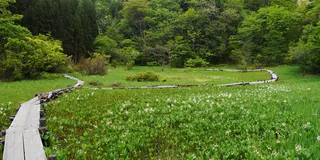 小さな花園、米湿原