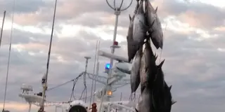 勝浦漁港のマグロの水揚げ