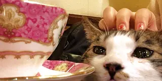 【新宿】こんなお店見たことない！１人でも楽しめる変わったカフェまとめ