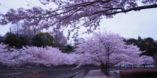 ［海老名］相鉄線プチ遠足 かしわ台～さがみ野編