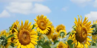 《随時更新》お花好き、カメラ女子も楽しめる、神奈川で花めぐり♪
