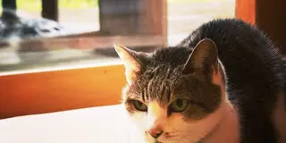 ☆南阿蘇☆看板犬&看板猫がいるお店♬