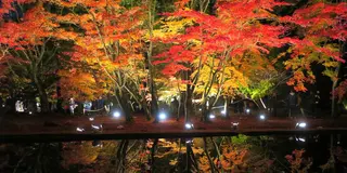 幻想的ライトアップ！曽木公園の逆さ紅葉