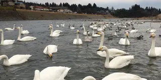 POPEYE的小旅行 in しただ