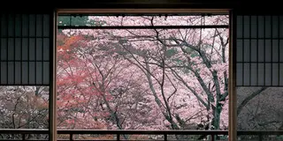 【京都】の行きつけの店と歩くところ。今のところ。