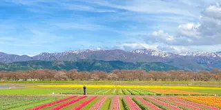 🌸春にしか出会えない景色を見に行こう～富山編～