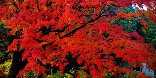 バラと紅葉と絶品ビストロの駒込散歩