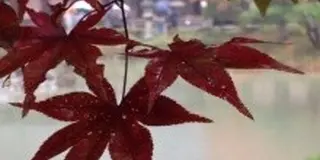 現代にいきる浄土庭園、浄瑠璃寺