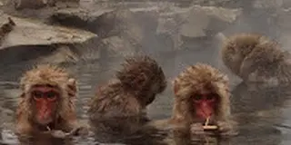 今だけ！ここだけ！スノーモンキーと湯めぐりの旅