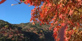 決定版！1泊2日で京都の紅葉を楽しむプラン