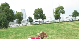 愛犬と一緒にＭＭ２１散歩