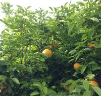 富士見園の写真・動画_image_26453
