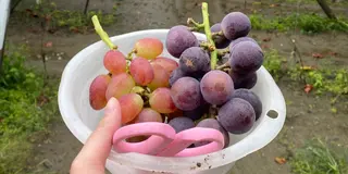 ぶどう狩りをしたい！🍇