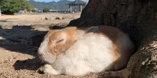 【広島県】観光列車で大久野島へ！一人キャンプを楽しむ1泊2日旅