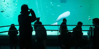 行ったことある水族館