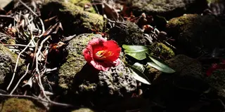 もうすぐ春！ぜひ萩へ！