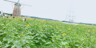 6月末限定！絶景花スポット🌼めぐりドライブとデカ盛りグルメ