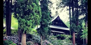 【梅雨の山梨】お寺に２万本の紫陽花【富士川町】