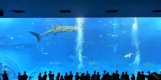 見て、食べて、くつろぐ！沖縄本島北部をドライブ♪
