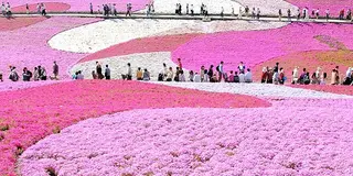 秩父で芝桜の花見に行こう!!