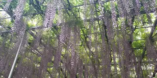 日帰りちょっと旅🌷栃木足利と佐野