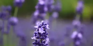 1泊2日🌿富良野〜トマム旅