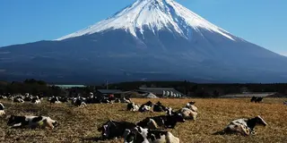 朝霧でオートキャンプ！ついでに富士山周辺を遊び倒す