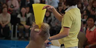 大人も楽しめる鳥羽水族館へドライブ！