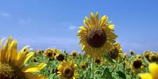 花景色に癒されたいなら茨城県国営ひたち海浜公園へ行こうじゃないかっ♡
