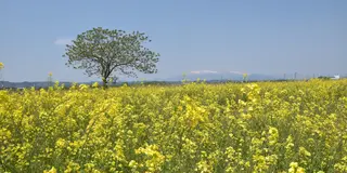 春の宮城ツアー