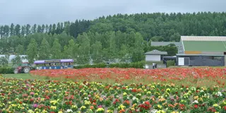 ＊半日でまわれる、花咲く富良野のドライブコース＊