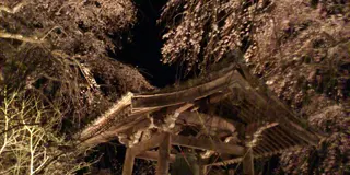 いにしえの桜に浮かぶ五ヶ瀬町
