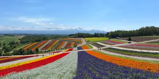 2泊3日ドライブ旅！富良野・美瑛・旭川