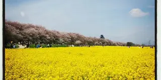 お花見絶景スポット☆ピンクと黄色のコントラストを堪能あれ！
