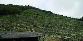 ココファームの収穫祭に行こう！