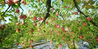 秋の行楽、りんご狩り！栃木県 矢板市 高原山。