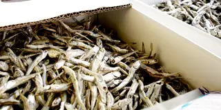 うどん県いりこだ市？香川・観音寺でグルメを食べつくそう♪