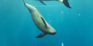 鳥羽周辺で水族館とか廃校とか