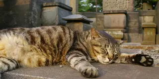 自転車、ねこ、お惣菜、ペルシャ？素敵な谷中、案内します。