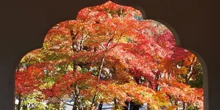 京都紅葉とcafeめぐり