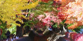 富士山・山梨側周辺の紅葉を散策しよう
