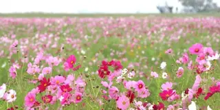 潮来のコスモス畑をハシゴしよう♪