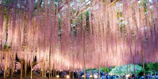 GWの写真撮影なら芝桜と夜藤を満喫コース