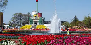 GWに訪れたいとなみチューリップフェアと高岡