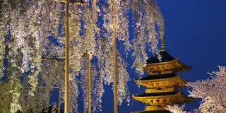 京都の夜桜ライトアップ満喫プラン