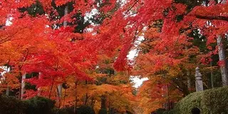 世界遺産 高野山へ 紅葉を見に行こう！！