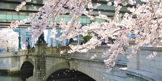 道路の原点「日本橋」の見どころスポット♪