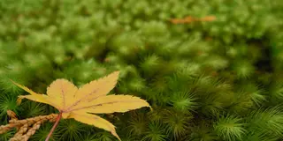 秋の紅葉、京都三千院でぶらり御朱印散歩