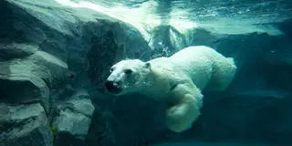 地元民オススメ 旭山動物園と一緒に行きたい周辺スポット