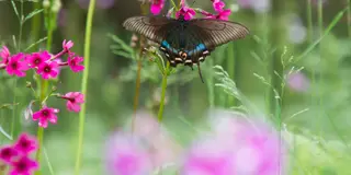 日光で一番美しい花「クリンソウ」を見に行こう